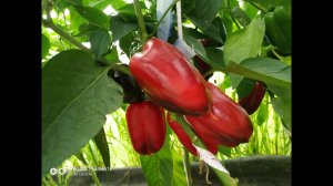 Сладкий перец  Обзор.