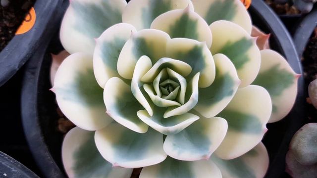 How to buy Korean rare succulents. смотреть онлайн