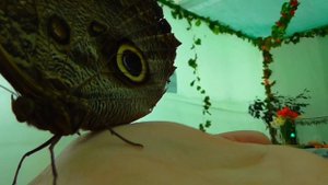 Влог Смотрим выставку ЖИВЫХ ТРОПИЧЕСКИХ БАБОЧЕК #Алиса В ВОСТОРГЕ бабочка у неё на руке Видеоблог