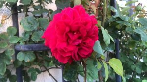 David Austin Ross Tess Of The D’Urbervilles | English Red Rose