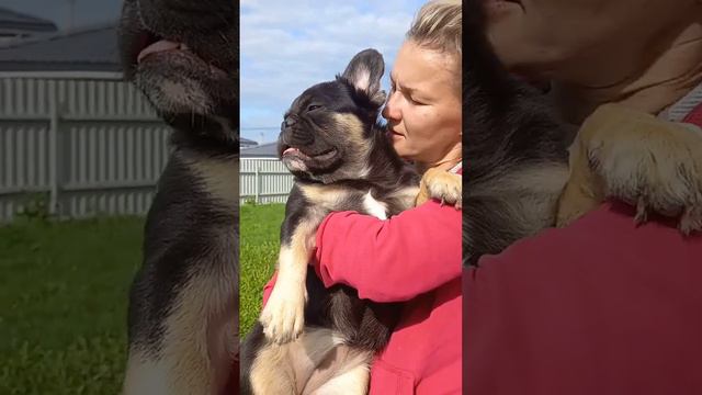 французский бульдог флаффи смотреть онлайн