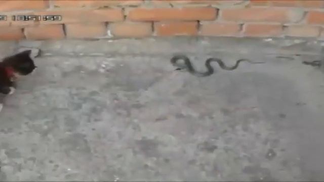 Кошки против змей. Подборка 2018 смотреть онлайн