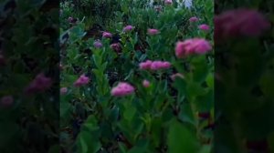 До 23 04  прожить так как хочу прожить следующие 20 лет с благодарностью