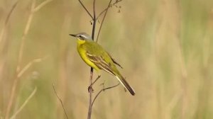 Птицы полей