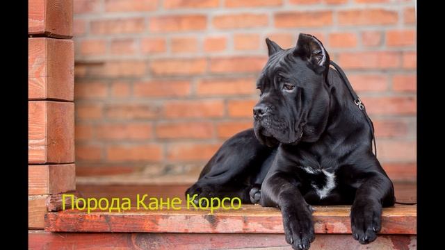 Кому можно заводить собаку смотреть онлайн