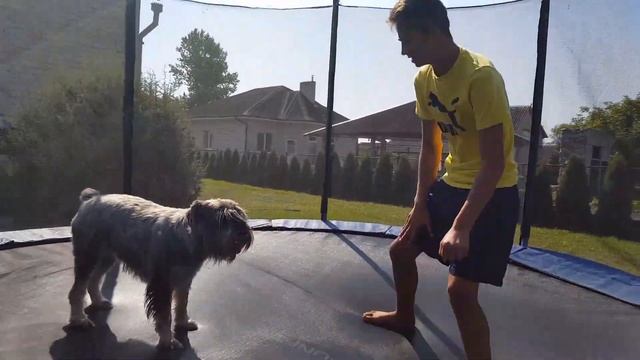 Собака любит батут. Пёс даёт лапу и прыгает на батуте смотреть онлайн