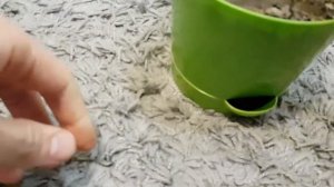 КАШПО С ПРИКОРНЕВЫМ ПОЛИВОМ 0,8 Л, D=12 СМ "НИКА", ЦВЕТ ЯРКО-ЗЕЛЕНЫЙ