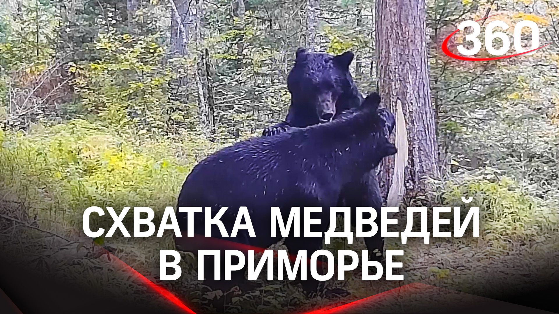Схватка медведей по-тихому. Два хищника устроили мордобой в Приморье