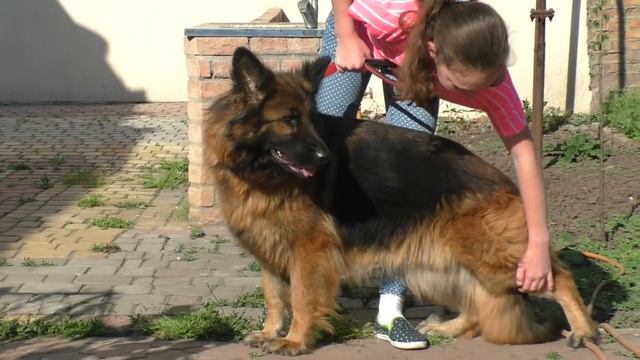 Длинношерстная НЕМЕЦКАЯ ОВЧАРКА Арни. Long-haired German Shepherd. Одесса.