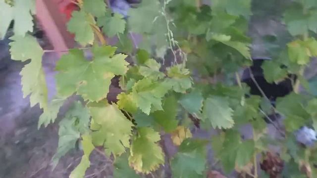 Аметист столовый эксклюзив сорт винограда смотреть онлайн