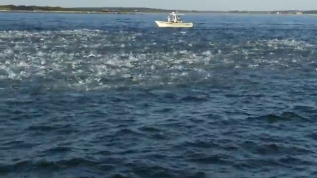 Bluefish Feeding Frenzy - Insane Blues смотреть онлайн