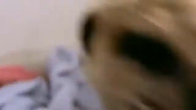 Рептилии и будущее Живые драконы (3 серии из 3) смотреть онлайн