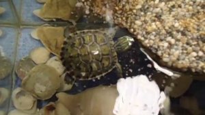 Маленькая желтоухая черепаха Бакс. Овруч. Turtle Dollar.