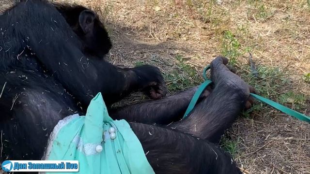 САМОЕ БЕСПОЛЕЗНОЕ ЖИВОТНОЕ ЭТО? Шимпанзе Боня дурачится | Беседа с дрессировщиком
