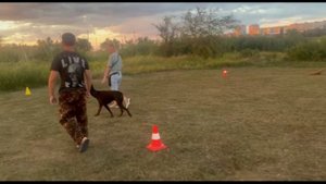 ОКД  Доберман