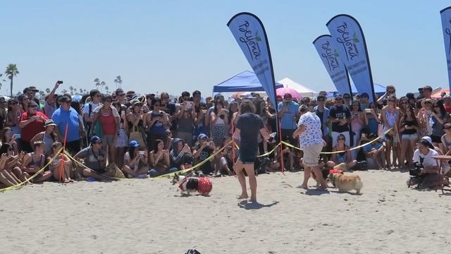 A Dog's Life: CORGI PUPPY'S 100 HAPPIEST MOMENTS смотреть онлайн