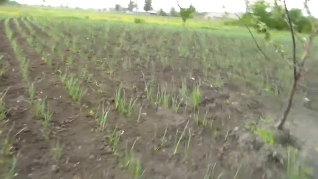 Всходы чеснока сорт Любаша 6 мая,прошло меньше двух месяцев от посадки
