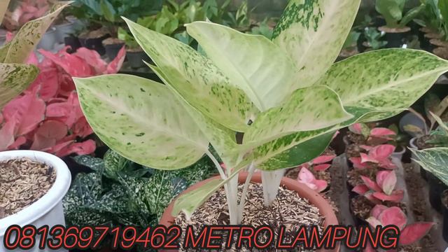 AGLONEMA LOKAL DAN IMPORT SUPER MURAH‼️BUNGA AGLONEMA,KELADI,JEMANI,DAN ANTHURIUM MURAH смотреть онлайн