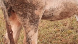 выбор четвёртой коровы в небольшое фермерское хозяйство часть 1