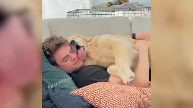 Милые домашние питомцы смотреть онлайн