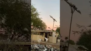 Азиятские Стара породные Игровые  Узбекские голуби 05.02.2022г #tauben #pigeons