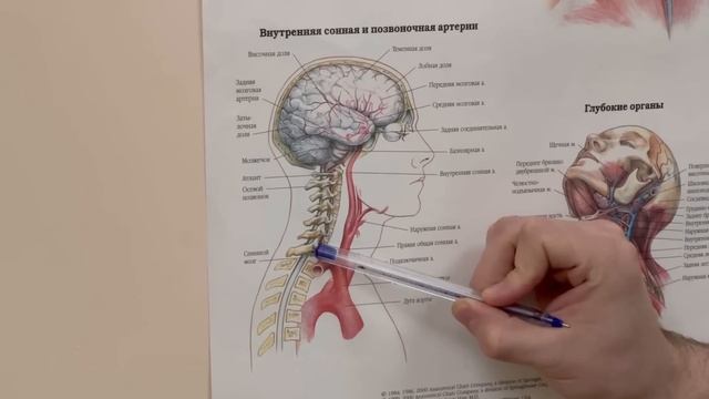 Гимнастика сосудов мозга. Бессмертный монах Шаолиня показал мне это упражнение перед смертью