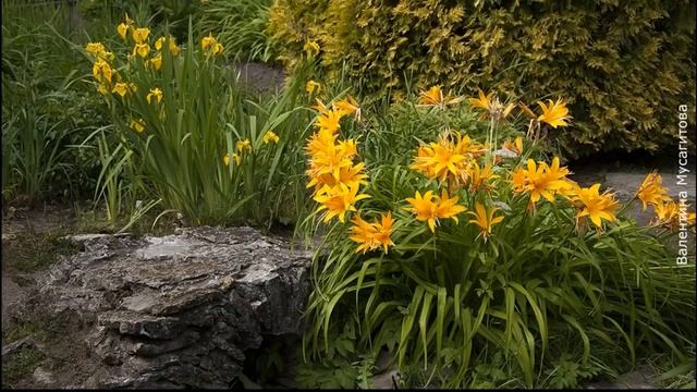❀ Многолетние цветы, которые делят осенью, и как их правильно делить