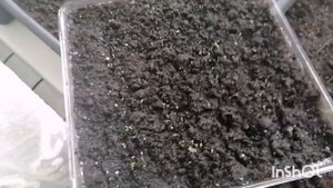 Как проростают семена Тархуна(Эстрагона)?в домашних условиях! Смотрите!! ☺️