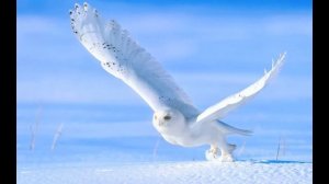 Полярные животные