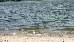 Душа не слышит 2 серия русская озвучка Турецкий сериал