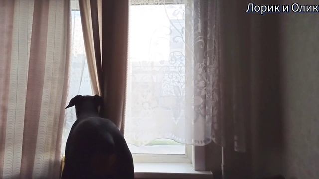Доберман. Специально для пса шторку отодвинула, но у него свой способ смотреть в окно. смотреть онлайн