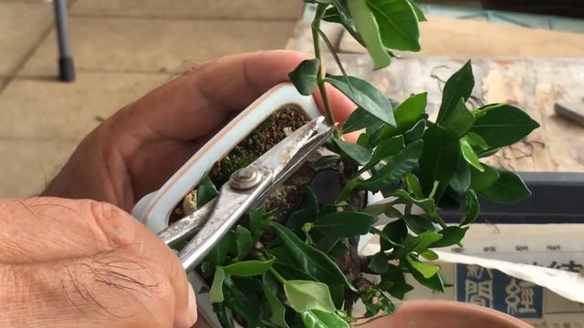 あわや！！外でクチナシ盆栽の剪定していたらオオスカシバが産卵しようと接近してきた・盆栽職人に教えてもらう。・生産者小品盆栽職人やじま園＠盆栽タネ смотреть онлайн