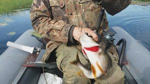 Окунь попался большой ©20230725