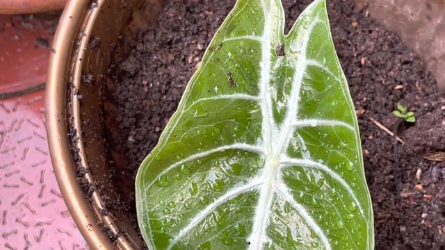 Beautiful tropical garden after rain|My alocasia & caladium update|Garden management & monsoon care