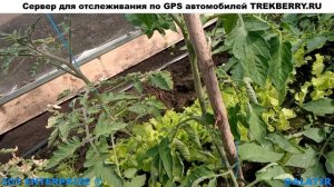 Дачная тепличка, как поживает спустя месяц от монтажа. Полив капильным поливом рассады в теплице.
