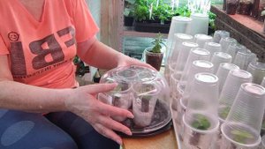 07.03.2023 🌿Укореняю метельчату гартензию в торфяные пробки. Эксперемент.