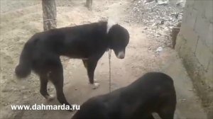 Саги дахмарда, аборигенные САО, дахмарда Бободжона из Варзоба