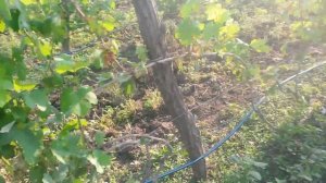 20160629 Виноград Светлана