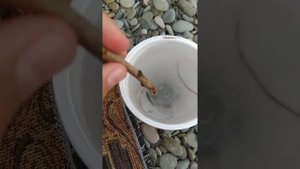 КАК ЕДЯТ МЕДУЗЫ