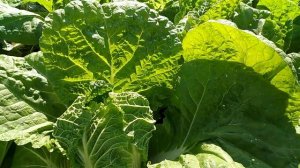 Лучшие сорта пекинской капусты.