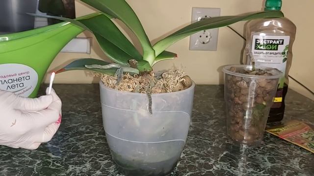 Гниль ФУЗАРИОЗ у Орхидей/ Тяжёлая артиллерия, КРАСНАЯ ВОДА/ ВЫЖИВЕТ ИЛИ НЕТ?/ Продолжаю лечить смотреть онлайн