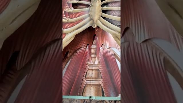 Mana buni kitob desa bo'ladi! Odam anatomiyasi 3D смотреть онлайн