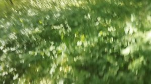 встретили сереноголового