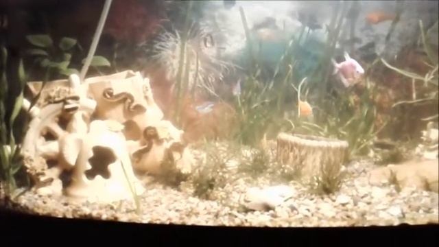 Мой аквариум на 100 литров или вынос мозга) смотреть онлайн