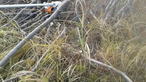 28.09.2019. Операция "Лесоповал" продолжается