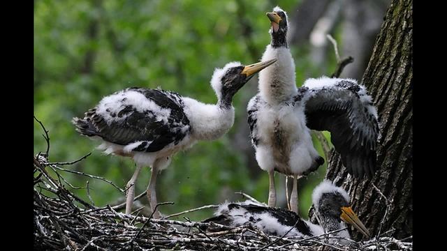 Аисты -- Сказки Ганса Христиана Андерсона смотреть онлайн