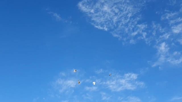 Обычный день голубятника, Утренний гон бойных голубей Такла. смотреть онлайн