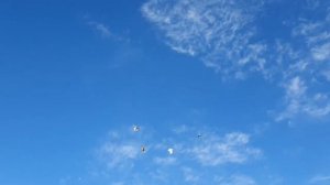 Обычный день голубятника, Утренний гон бойных голубей Такла.