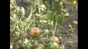 Потрясающе вкусные сорта томатов