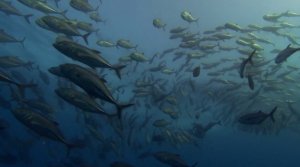 Необычное поведение желтопёрого каранкса. Архипелаг Базаруто. Мозамбик.